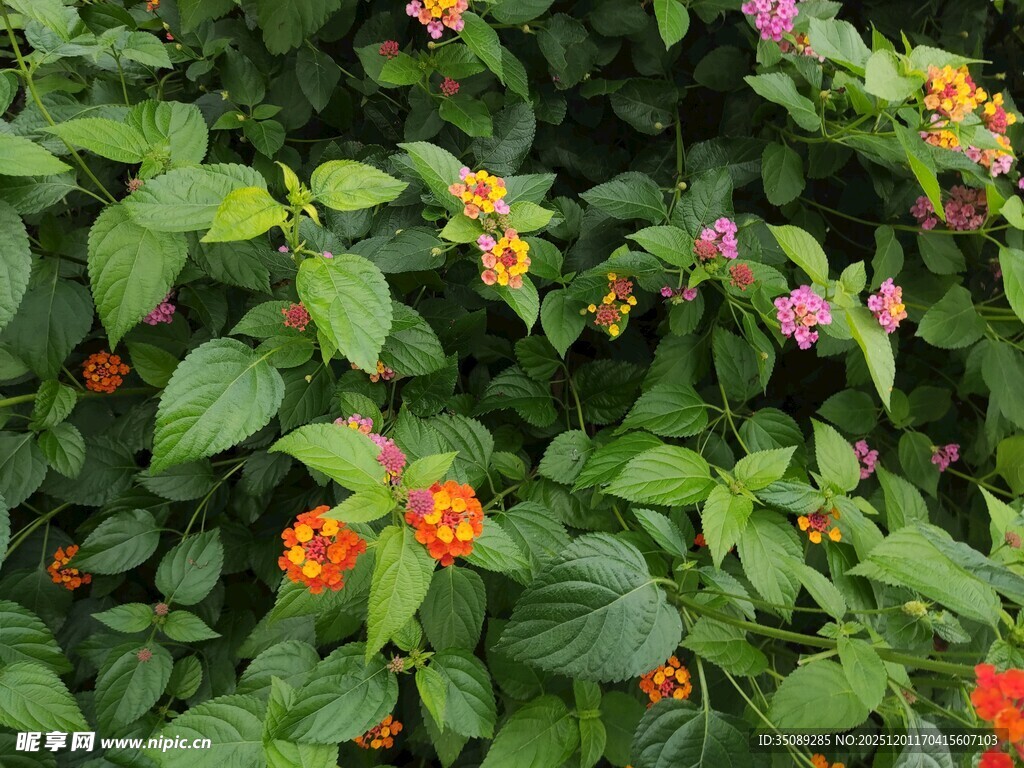 多彩花卉与绿叶交织景观