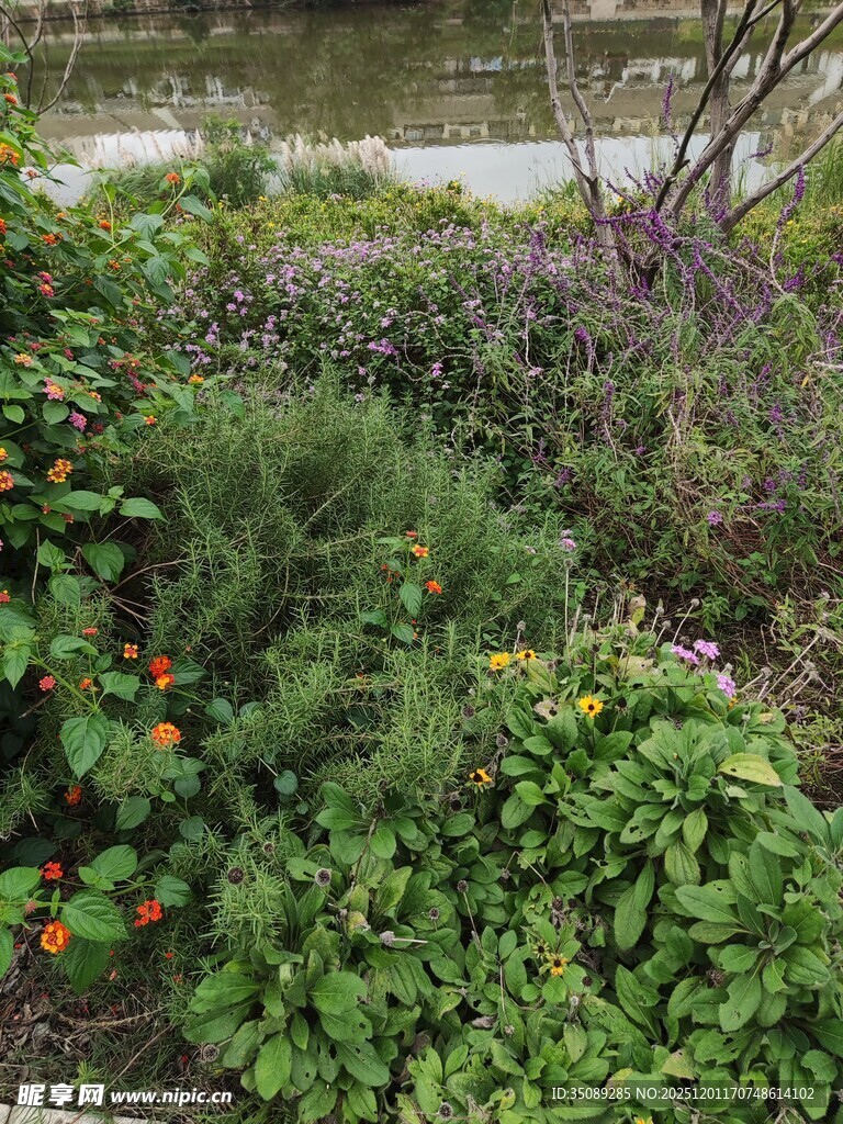 户外繁茂植物与鲜艳花朵