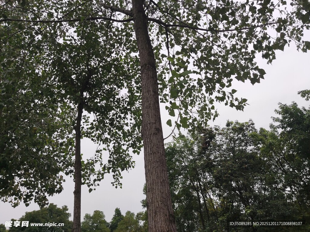 高大挺拔的树木景观