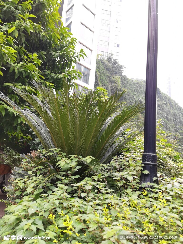 城市中葱郁的绿植景观