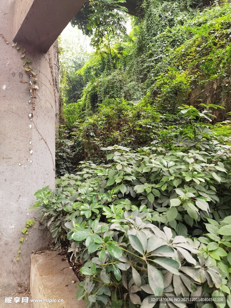墙边繁茂绿植景观