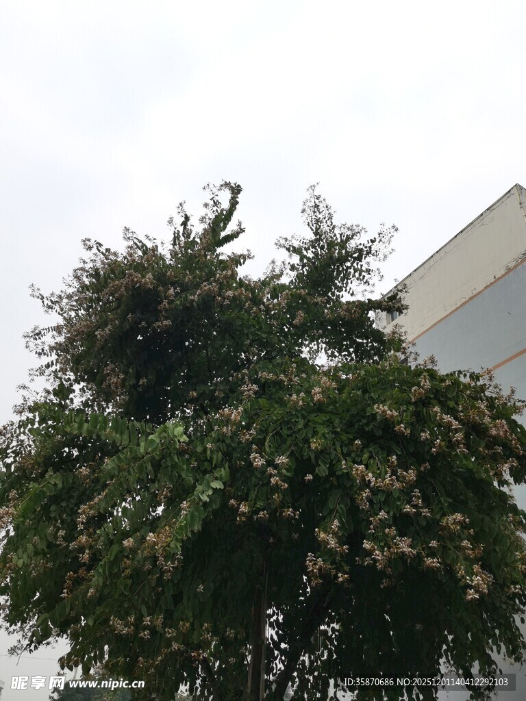 绿叶繁茂的树木