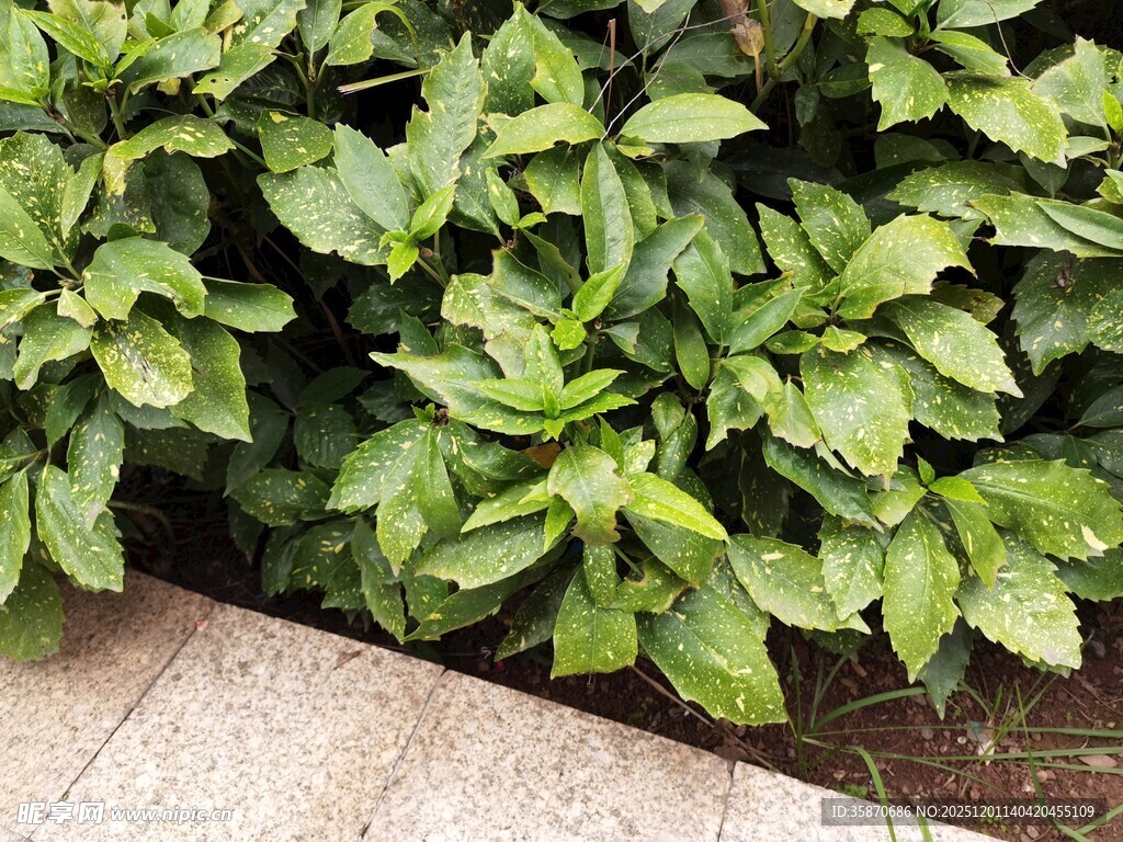 绿叶繁茂的植物景观