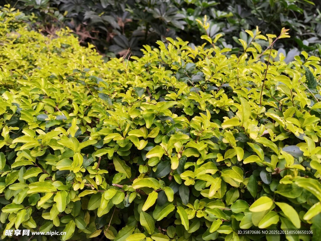 翠绿繁茂的灌木丛