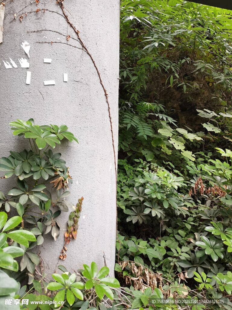 藤蔓缠绕的白色柱状物