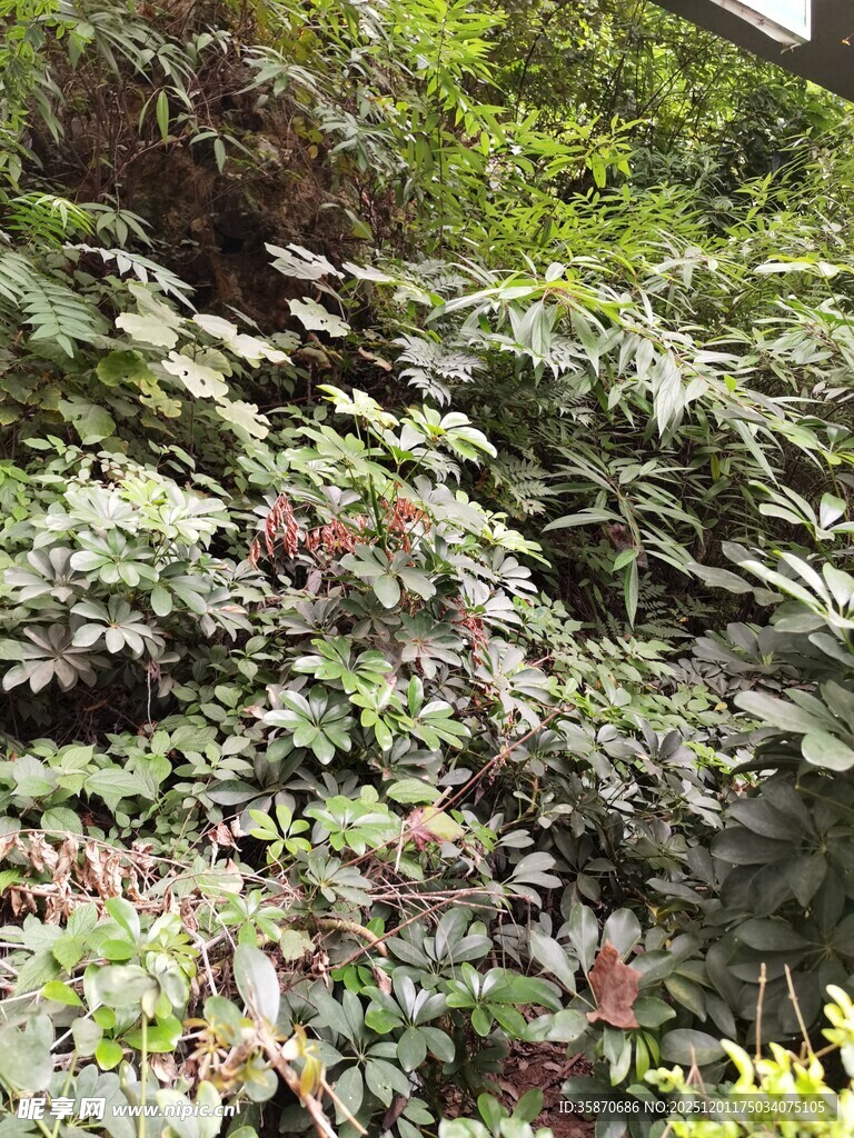 繁茂绿植景观