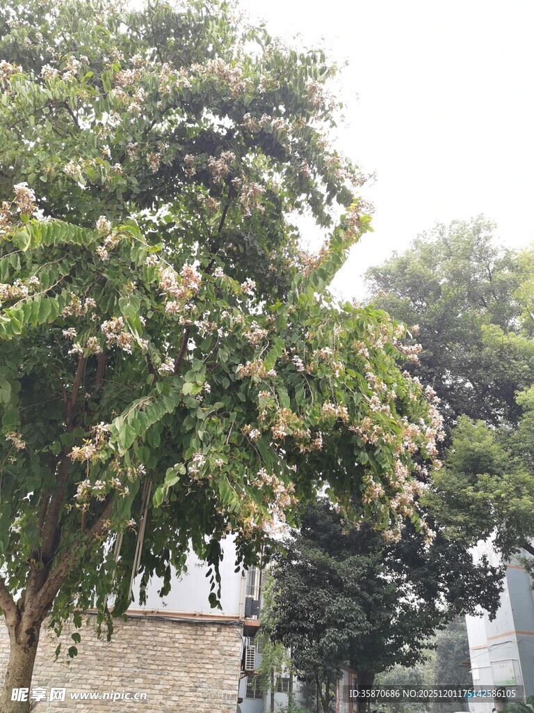 绿叶繁茂的树木