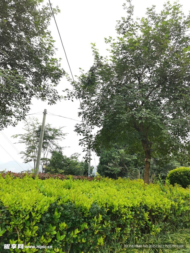 绿意盎然的户外绿植景观