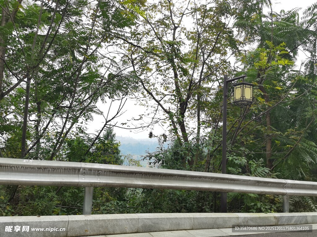 公路旁的绿树与路灯