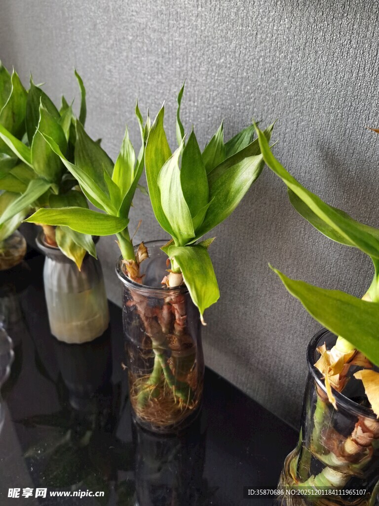 水培绿植清新室内小景致