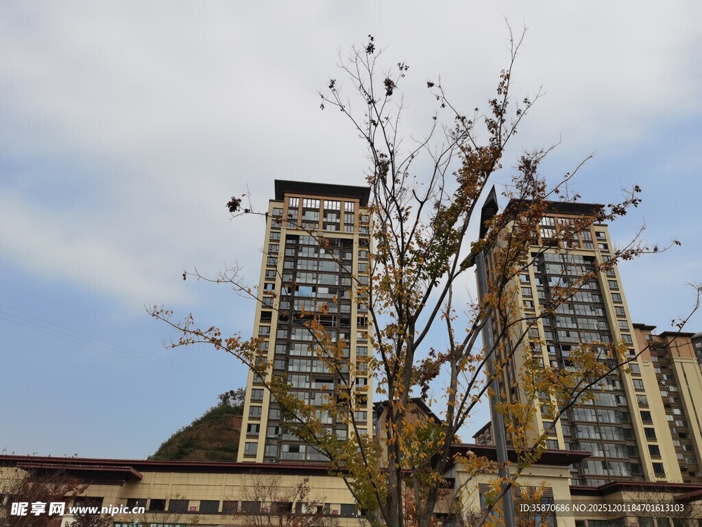 高楼旁光秃树木景观