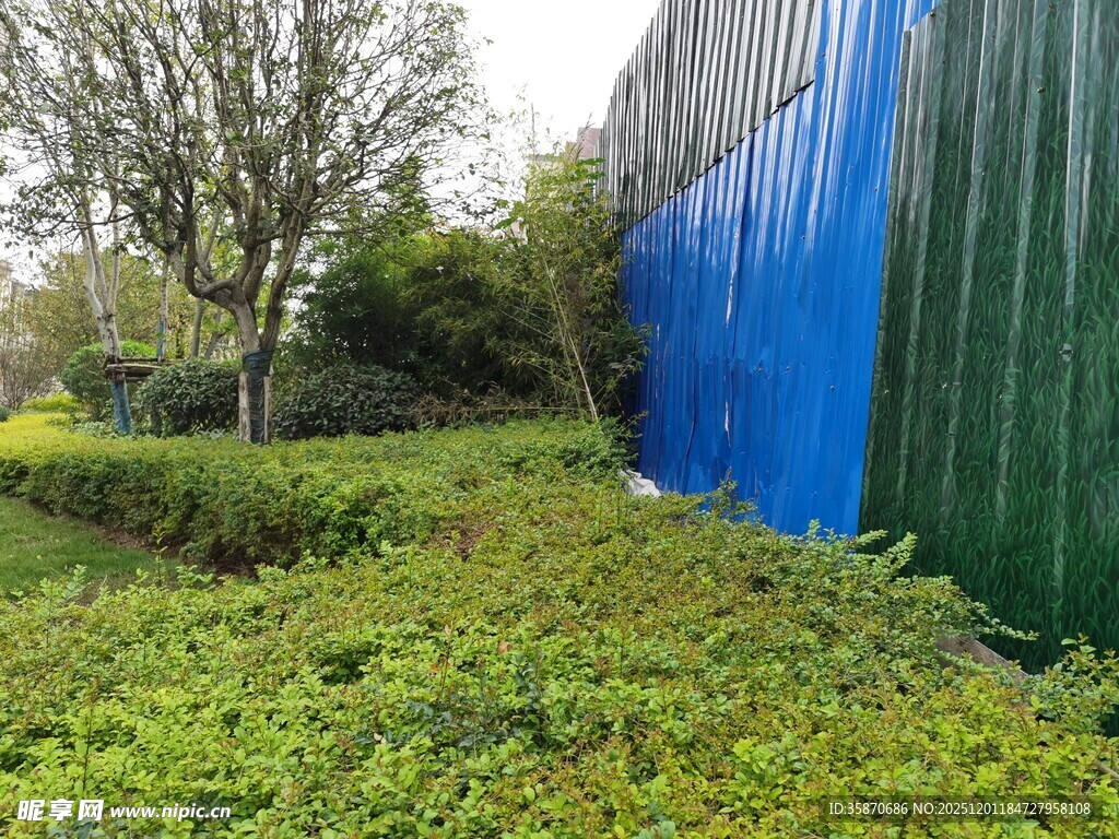 蓝绿围挡旁的繁茂绿植