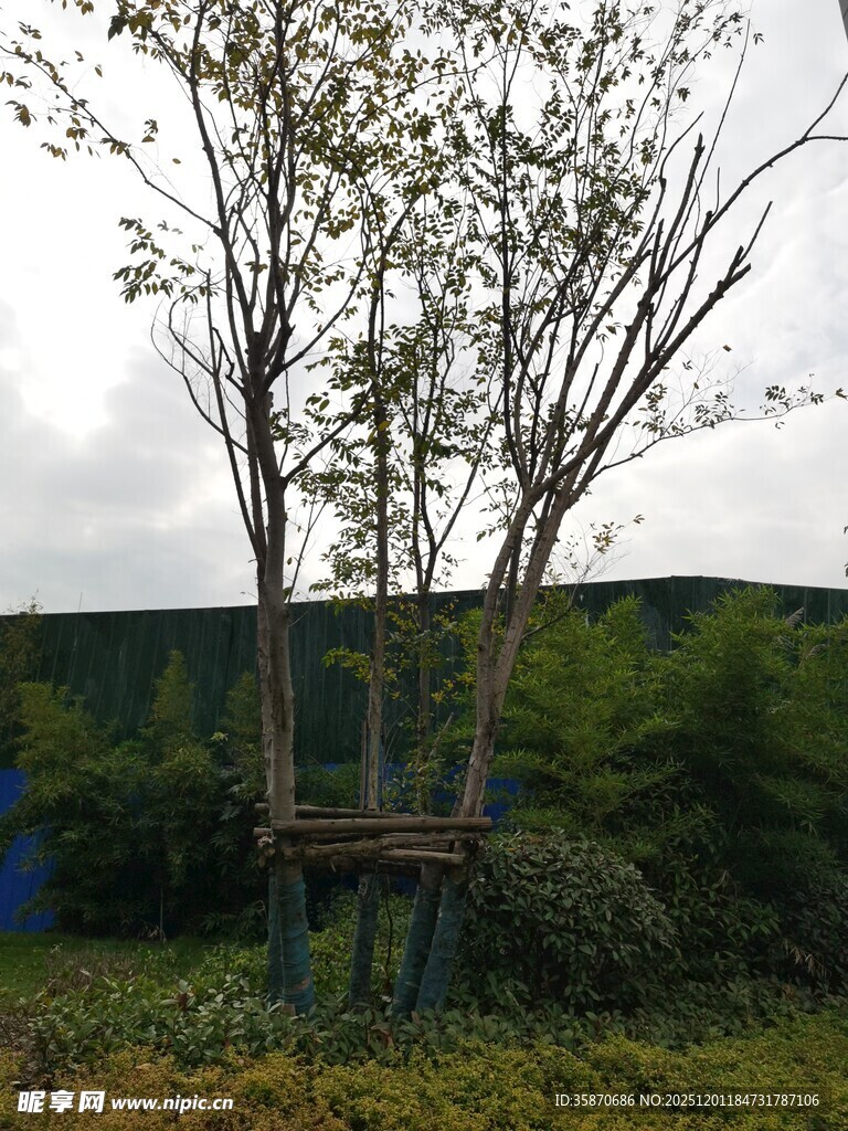 野外树旁的简易木制平台