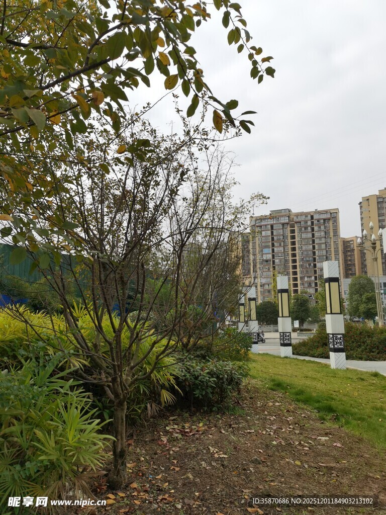 城市中静谧的绿植景观