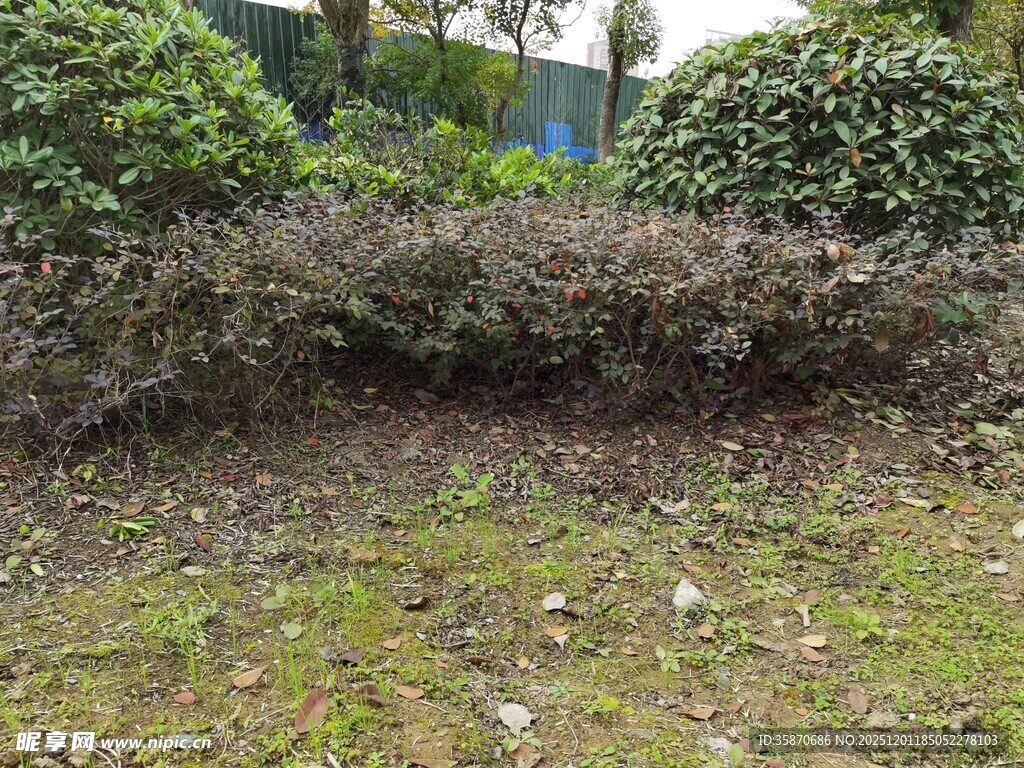 修剪整齐的低矮绿植景观