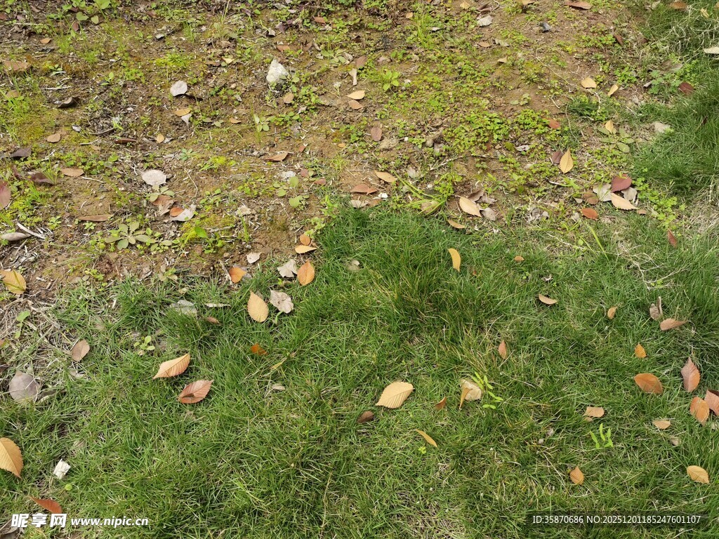 秋日草地落叶景象