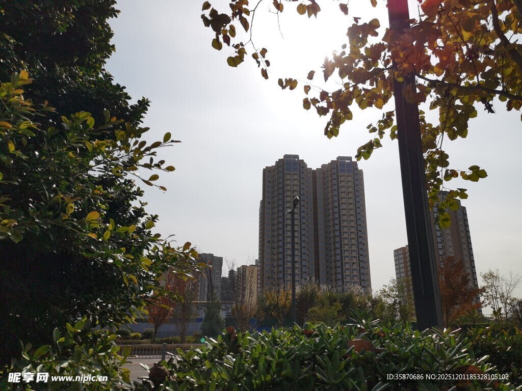 城市中林立的高楼与绿植