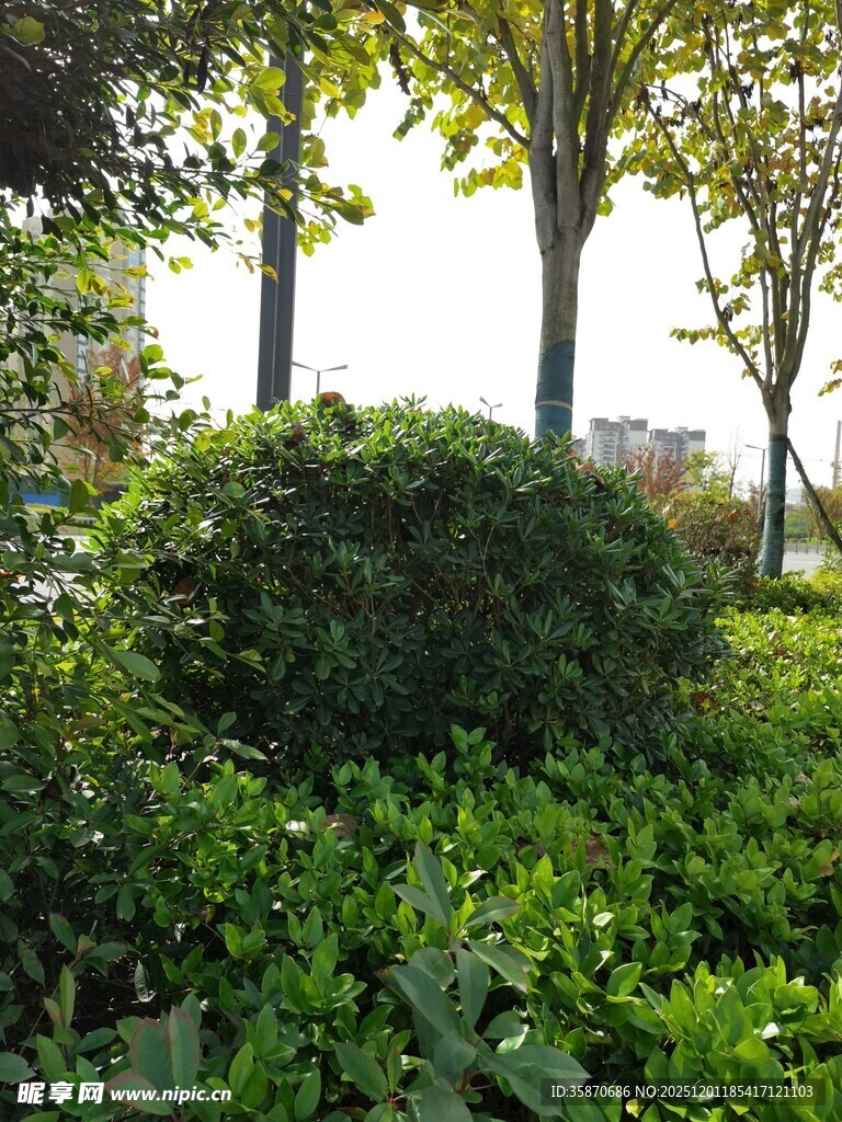 城市中的绿意盎然景观