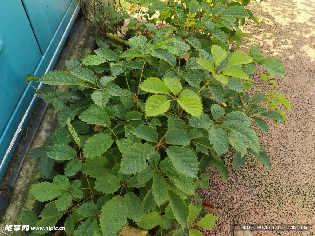 墙边绿植生机盎然