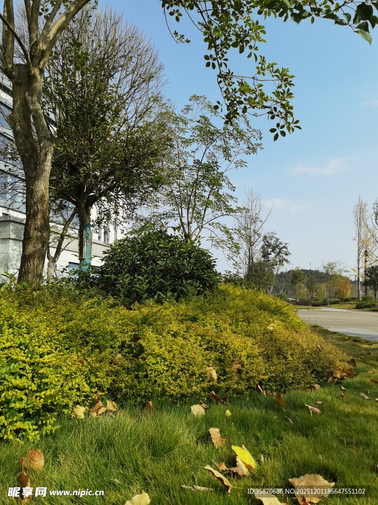 户外绿意盎然的自然景致