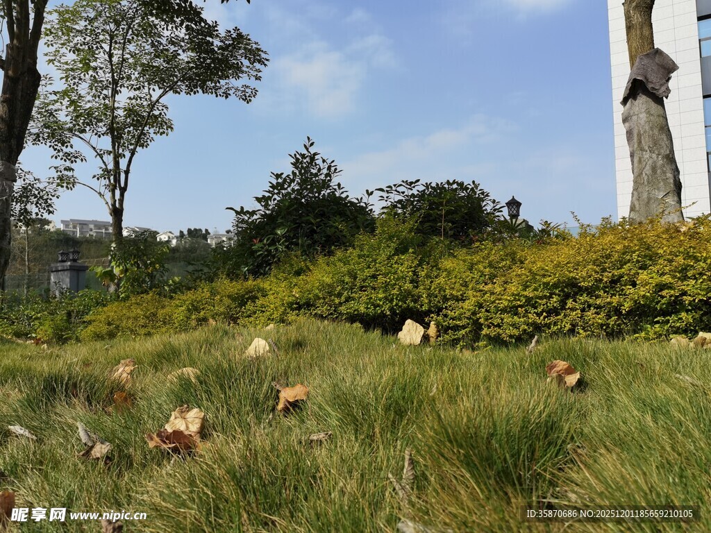 户外草地绿植景观