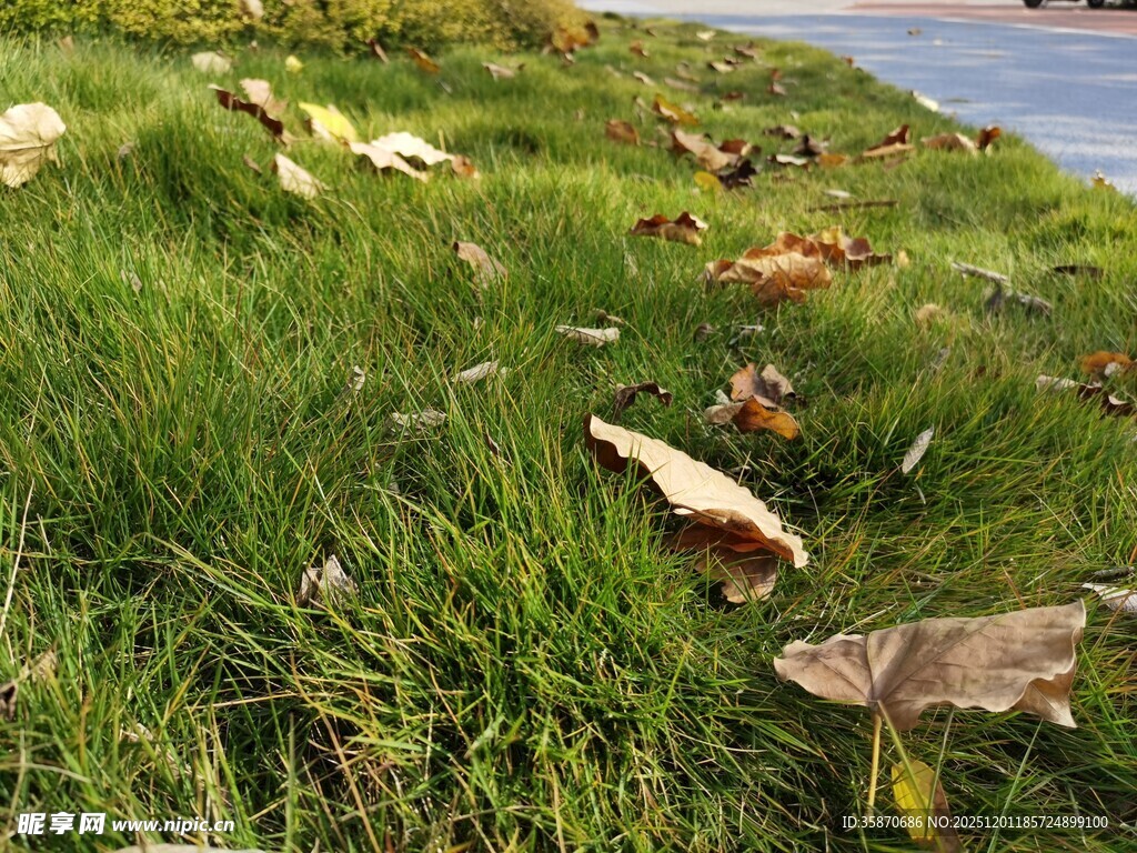 草地上的动物尸体