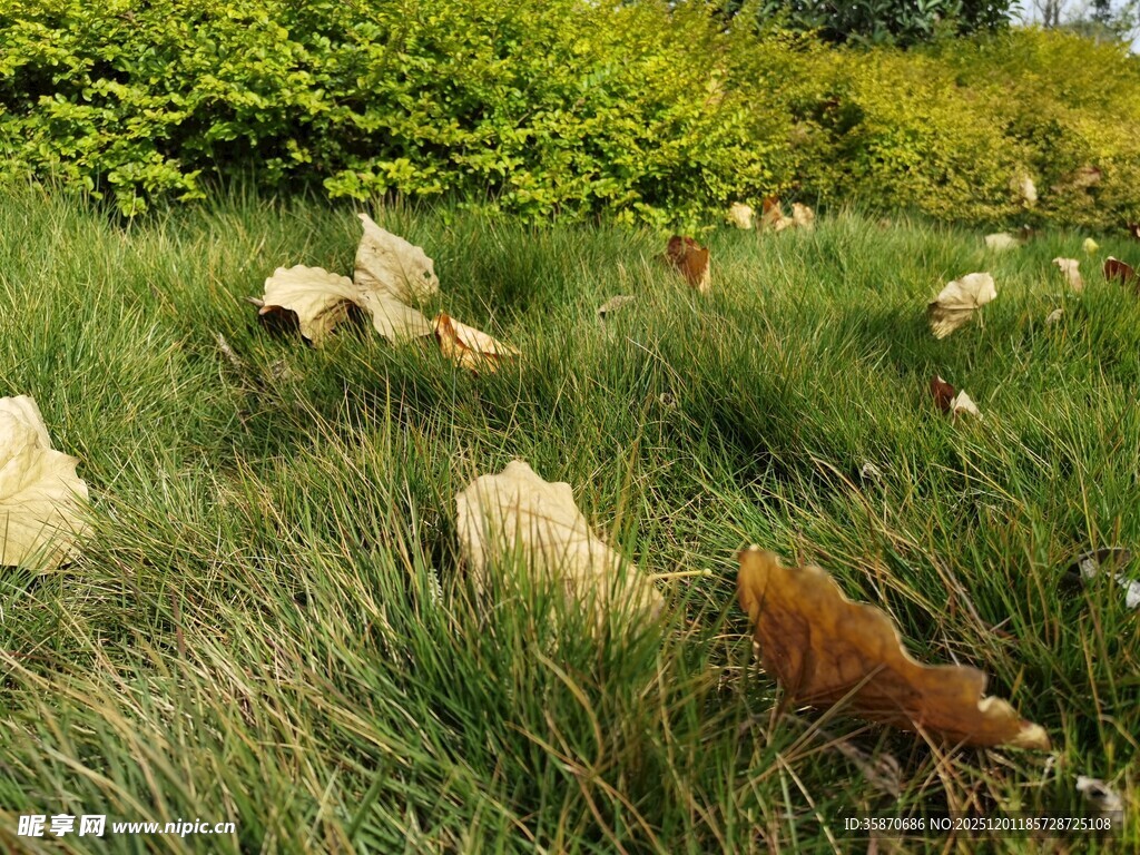 草地上的多彩蘑菇