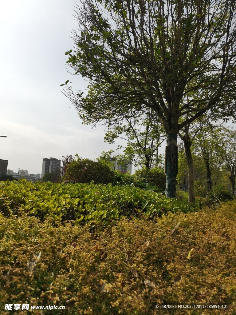 秋日街头绿植与树木景观