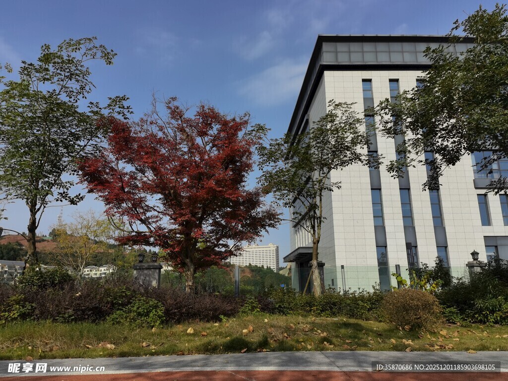 现代建筑旁的多彩树木景观