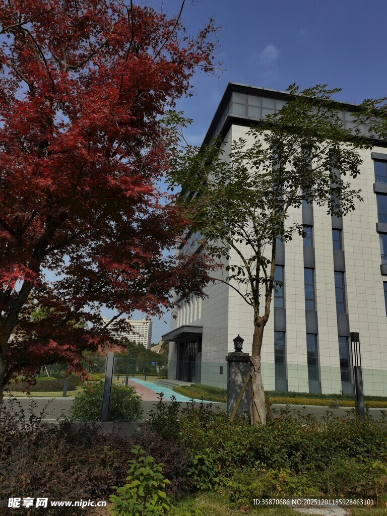 现代建筑旁的多彩树木景观