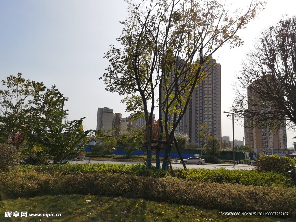 城市中的绿植与高楼景观