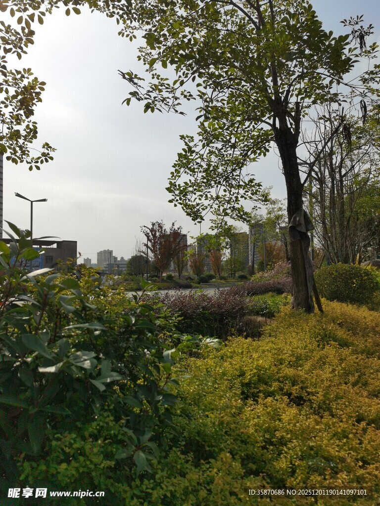 户外绿树草地自然景致