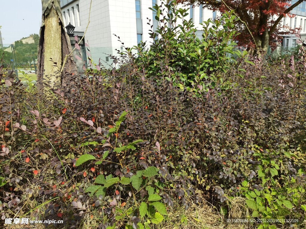 户外繁茂植物景观