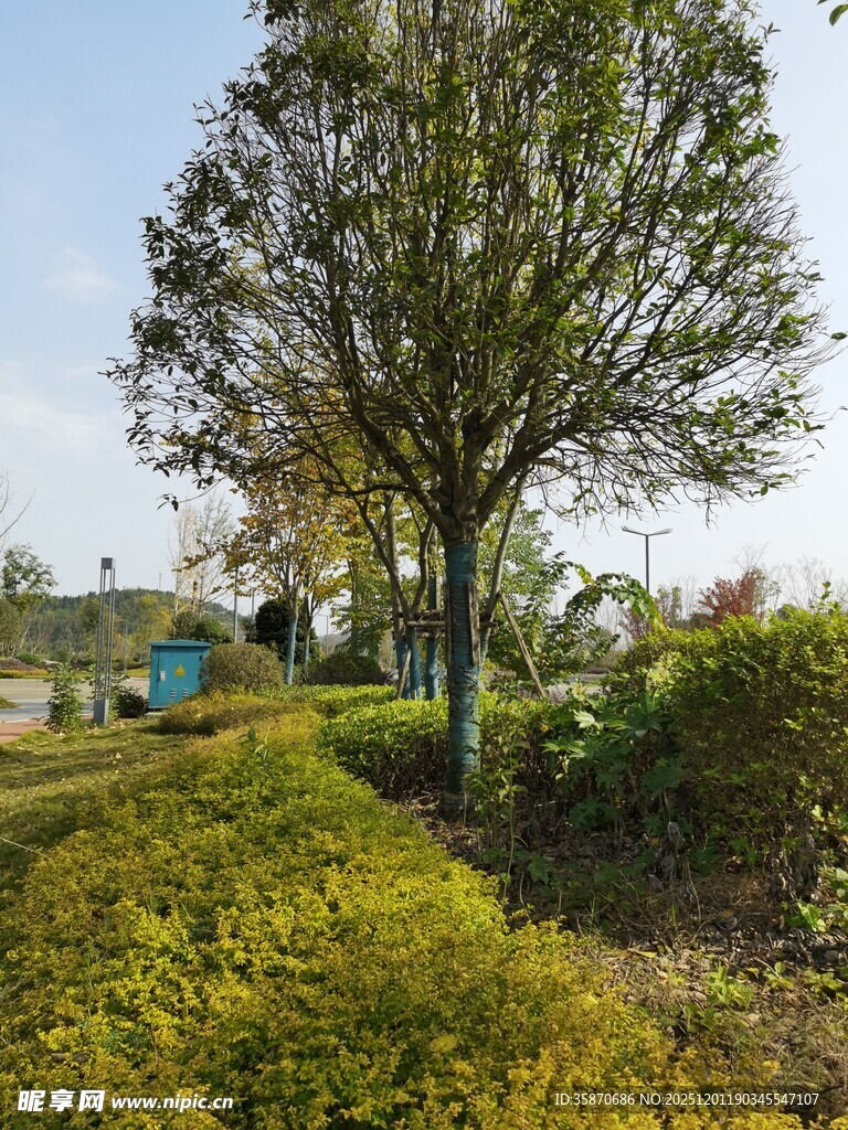 乡村路旁绿树与多彩帐篷