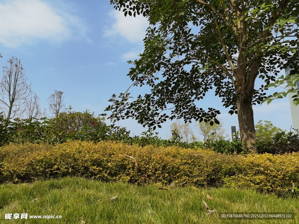 户外绿意盎然的自然景致