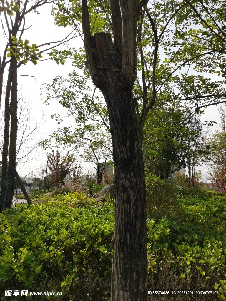 春日林间绿意盎然