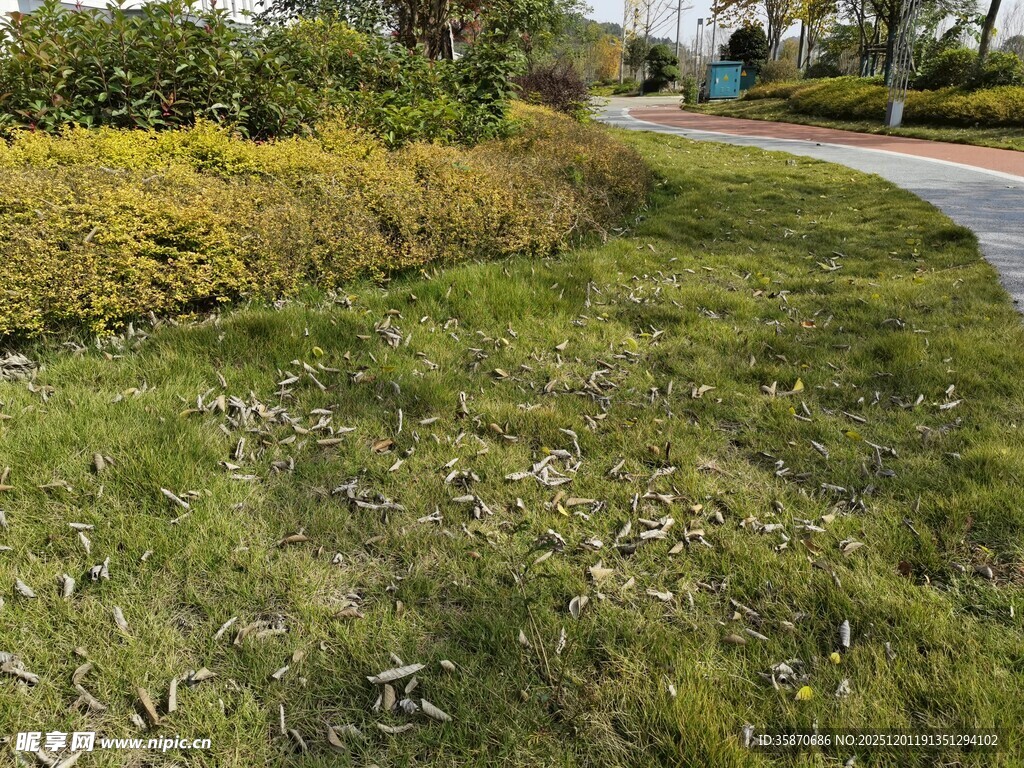 路边翠绿繁茂的花草景观