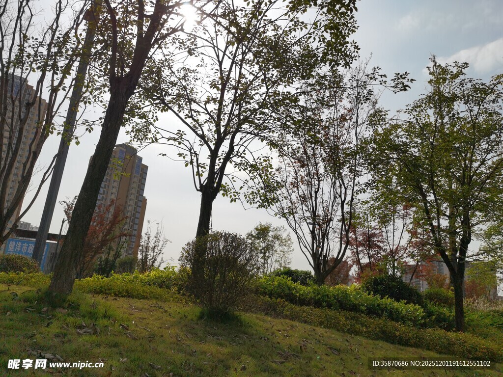 城市中的绿意盎然景观