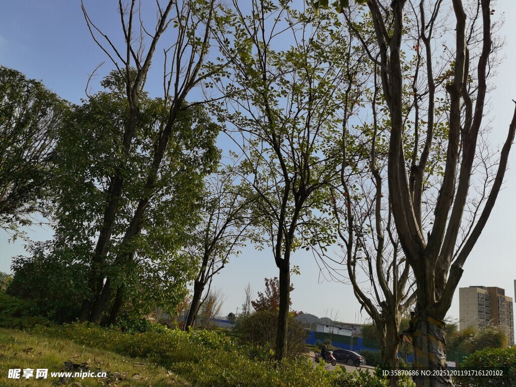 户外春日树木风景画面