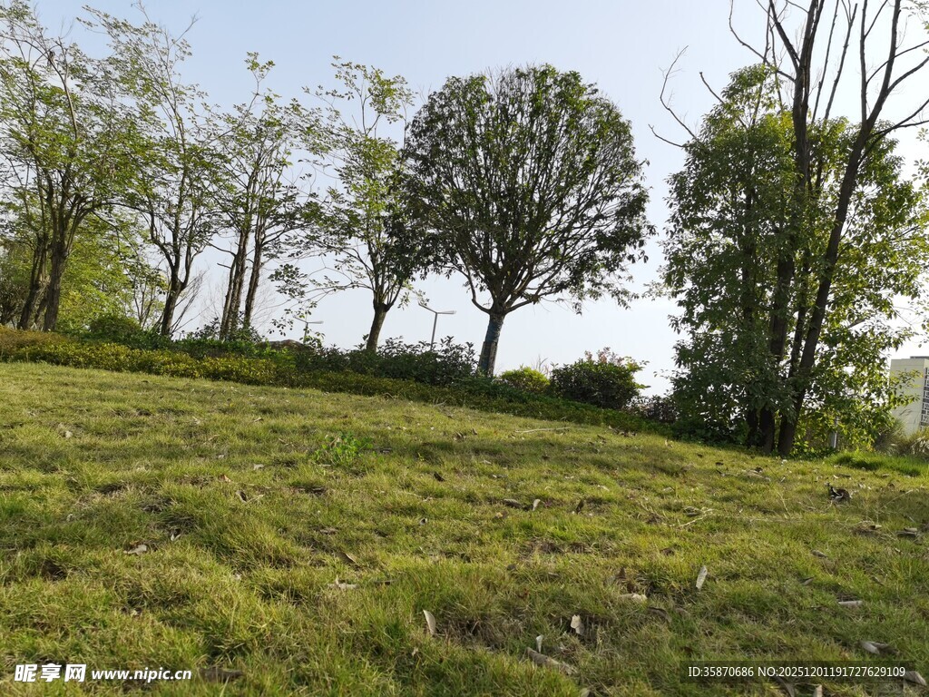 绿意盎然的草地与树木