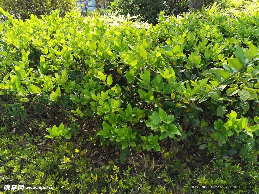 翠绿繁茂的灌木丛景观