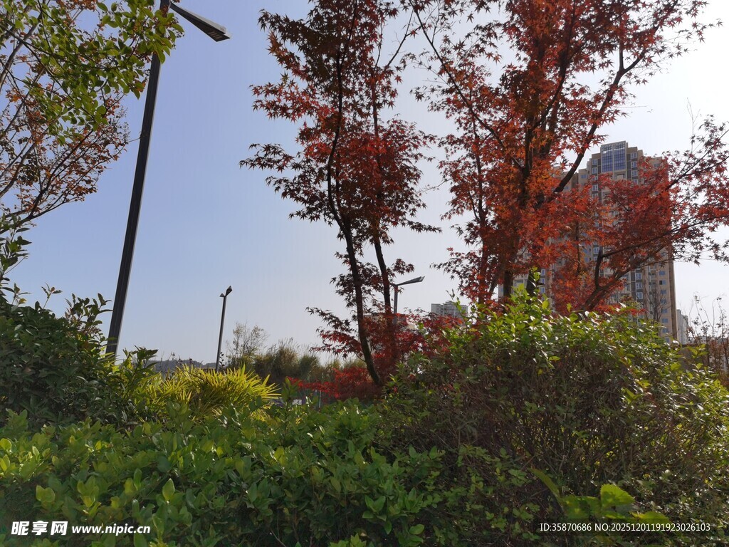 户外红树绿植景观