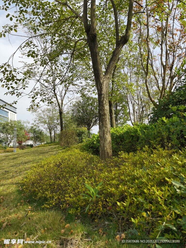 林间绿意盎然的自然景致