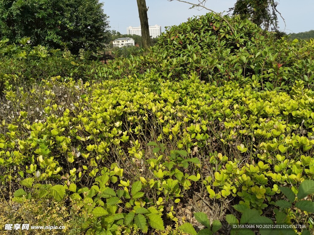 繁茂绿植中的黄色小花