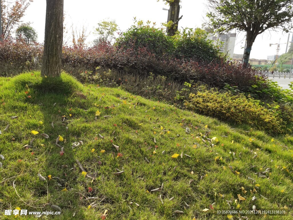 阳光照耀下的绿意草坪