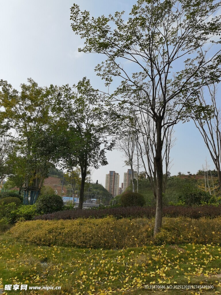 秋日郊野树林风景