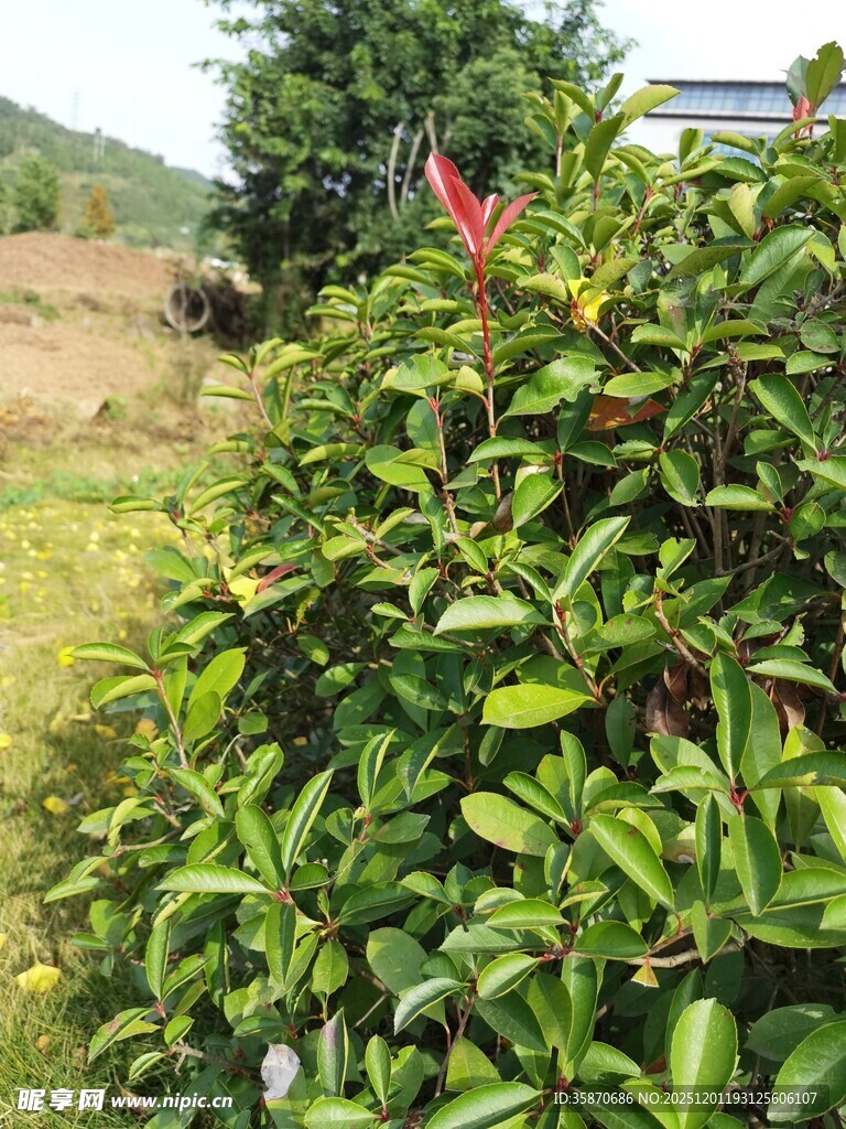 绿叶丛中绽放的鲜艳花朵