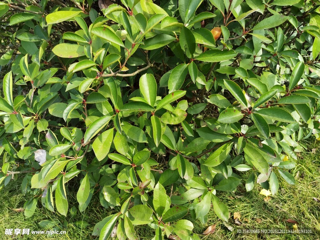 翠绿繁茂的叶片植物