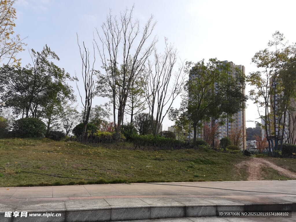 城市路边的树木与草地