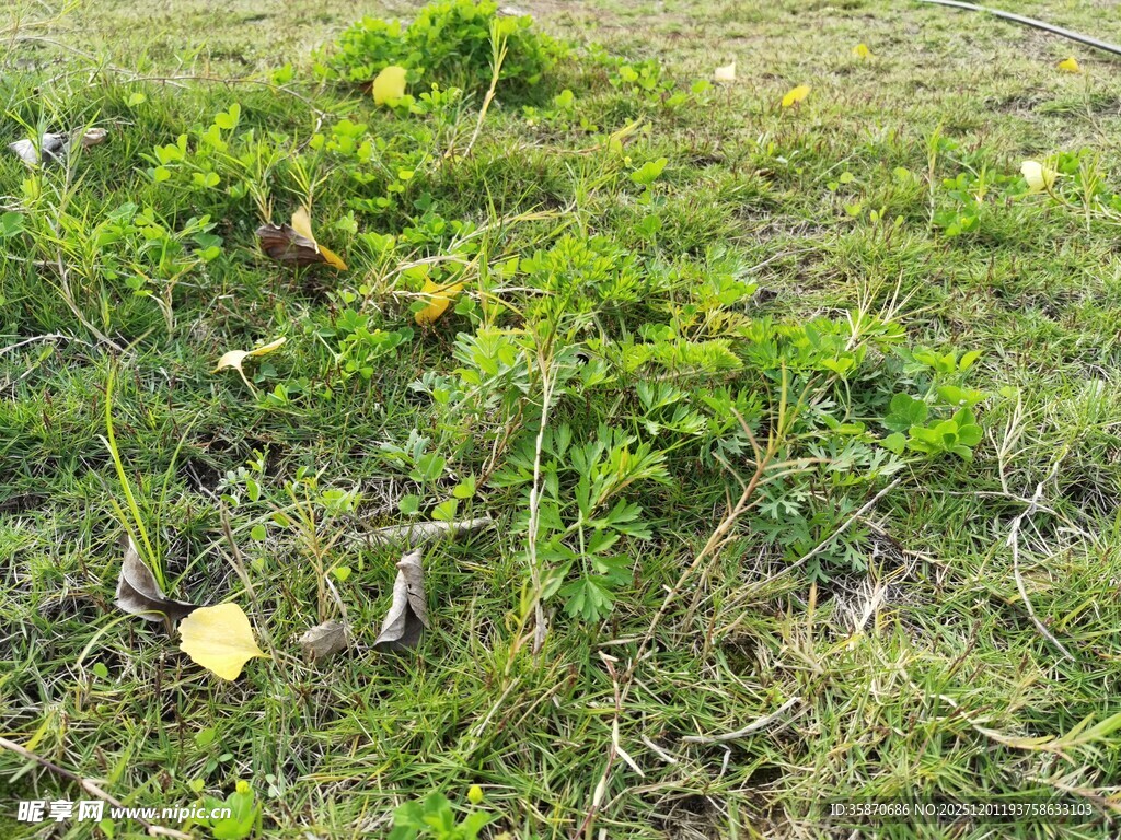 草地上的绿色植物与落叶
